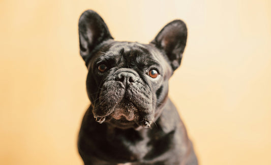 Choosing The Right Raw Pet Food