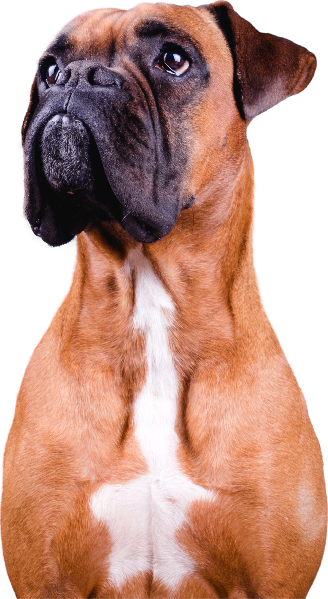 Dog Feeding Calculator
